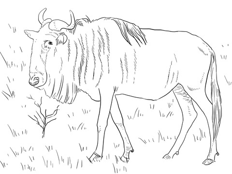 Realistic Blue Wildebeest Coloring Page